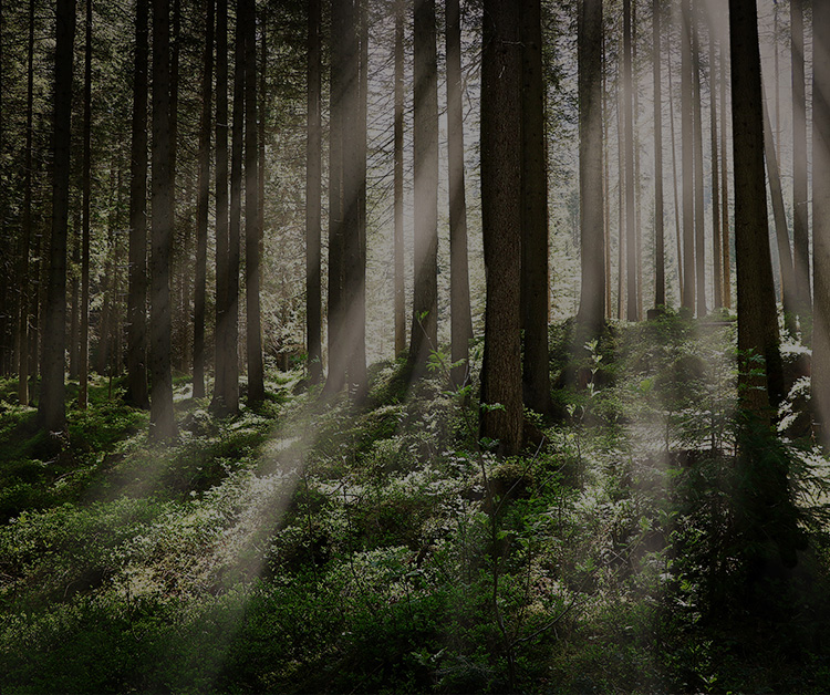 Forêt avec lumière filtré par les arbres